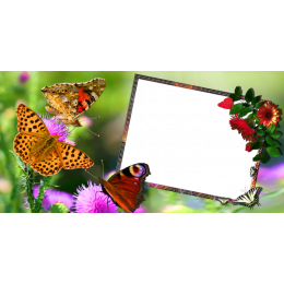 Шаблон для печати на кружку с рамкой под фотографию, цветами и бабочками